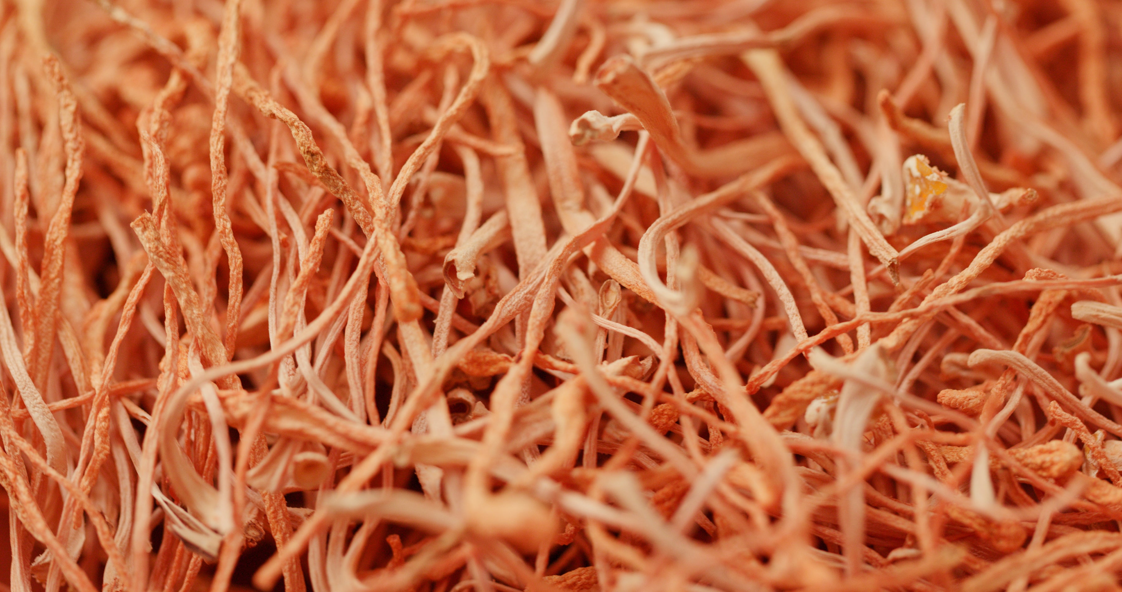 The Powerful Benefits of Cordyceps: Nature’s Energy Booster